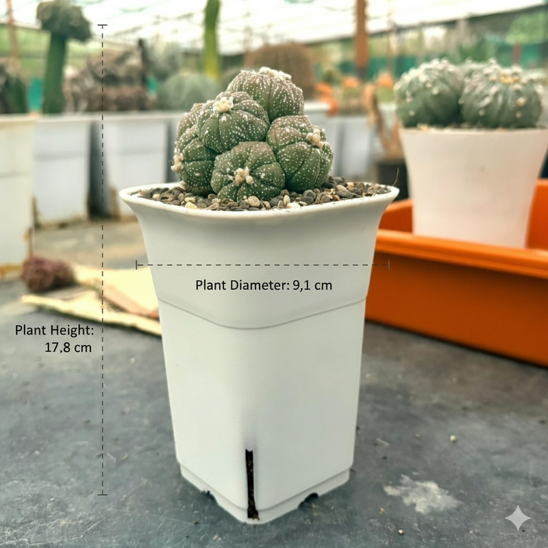 Astrophytum asterias cv. Kikko Lizard Skin