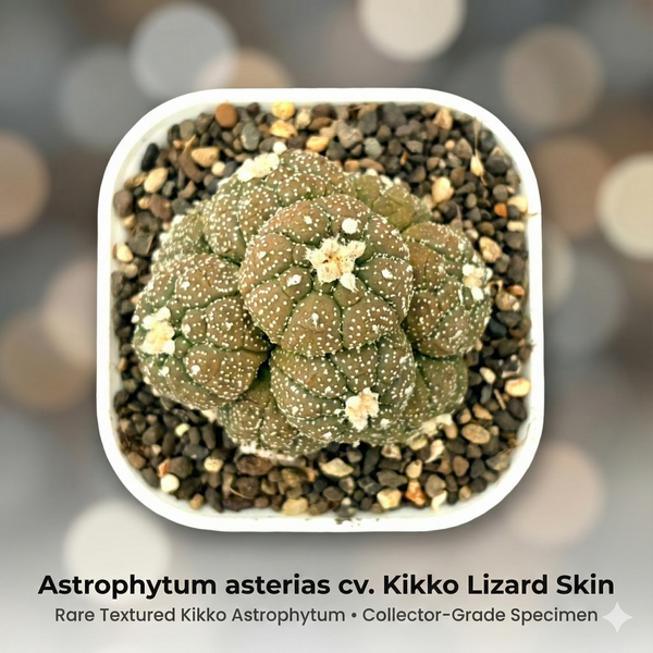 Astrophytum asterias cv. Kikko Lizard Skin