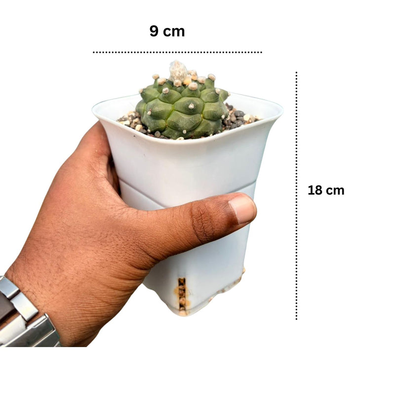 Astrophytum asterias cv. Kikko Nudum