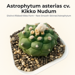 Astrophytum asterias cv. Kikko Nudum