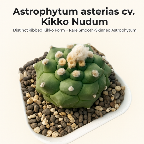 Astrophytum asterias cv. Kikko Nudum