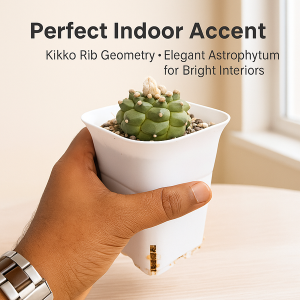 Astrophytum asterias cv. Kikko Nudum