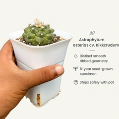 Astrophytum asterias cv. Kikko Nudum