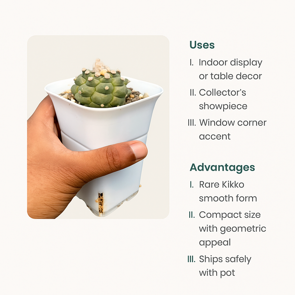 Astrophytum asterias cv. Kikko Nudum