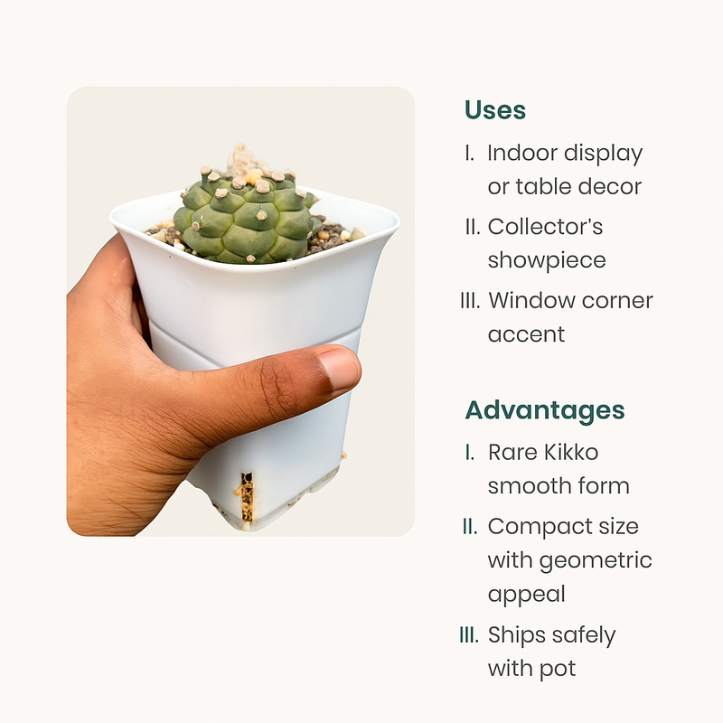 Astrophytum asterias cv. Kikko Nudum