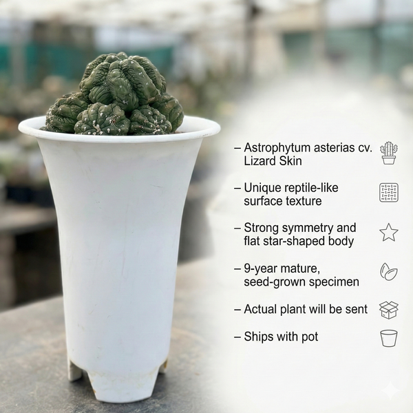 Astrophytum asterias cv. Lizard Skin