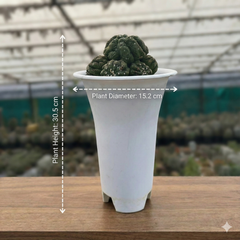 Astrophytum asterias cv. Lizard Skin