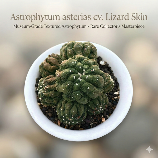 Astrophytum asterias cv. Lizard Skin