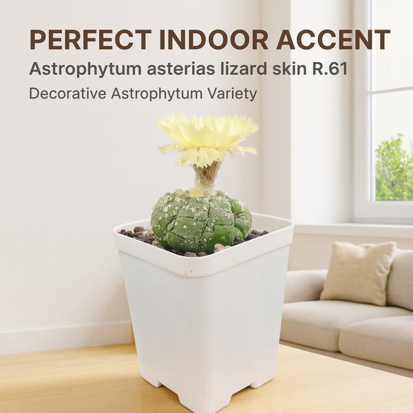 Astrophytum asterias lizard skin R.61