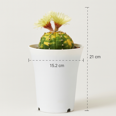 Astrophytum asterias variegated