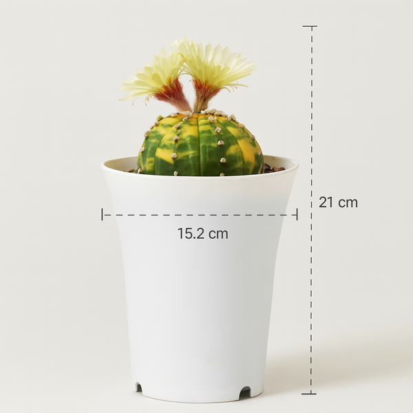 Astrophytum asterias variegated
