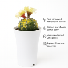 Astrophytum asterias variegated
