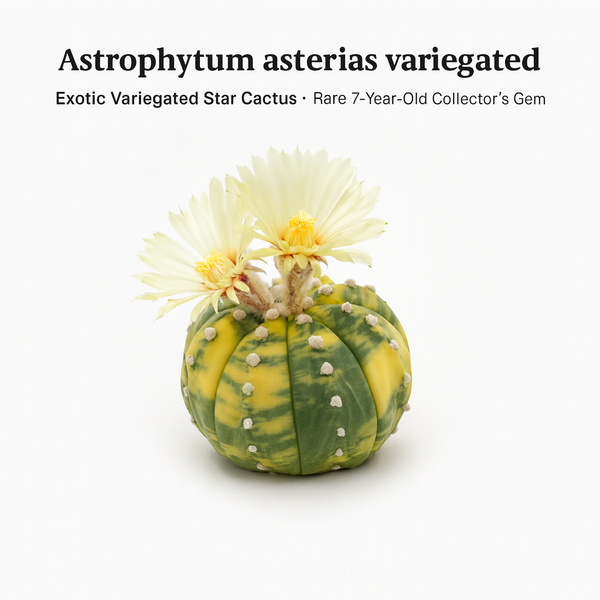 Astrophytum asterias variegated