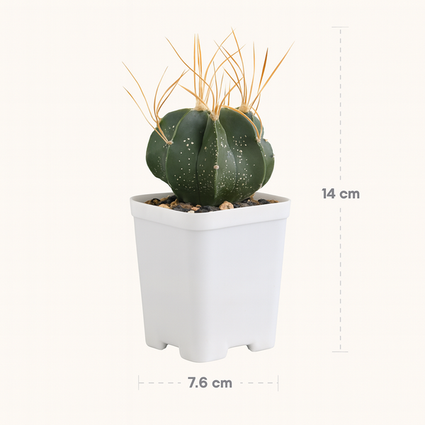 Astrophytum capricorne
