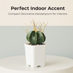 Astrophytum capricorne