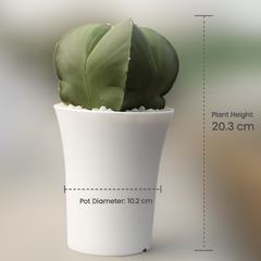 Astrophytum combo of 2