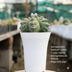 Astrophytum hankun × kikko