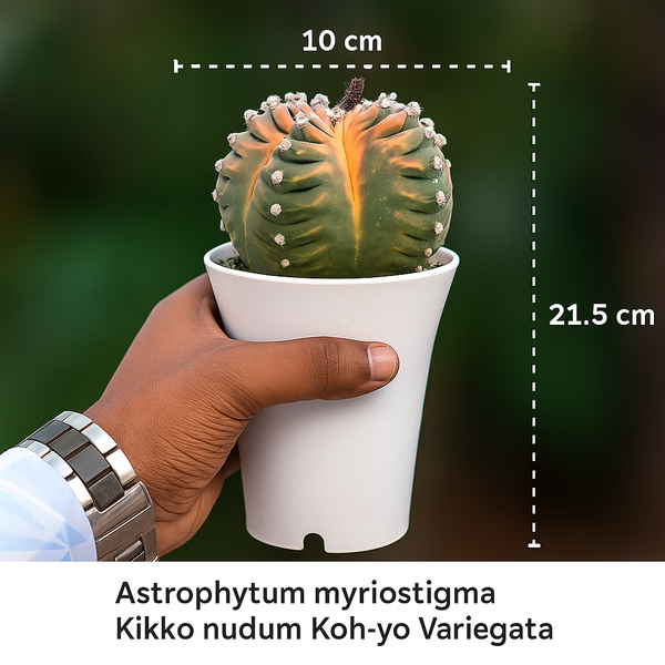 Astrophytum myriostigma cv. Kikko nudum Koh-yo Variegata