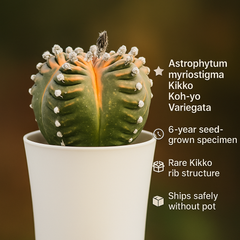Astrophytum myriostigma cv. Kikko nudum Koh-yo Variegata