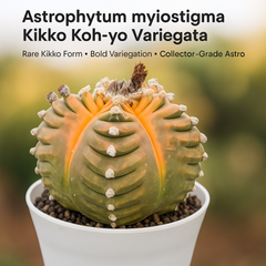 Astrophytum myriostigma cv. Kikko nudum Koh-yo Variegata