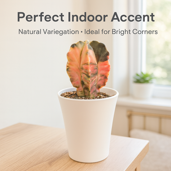 Astrophytum myriostigma variegated