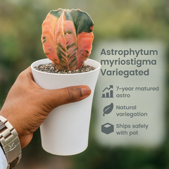 Astrophytum myriostigma variegated