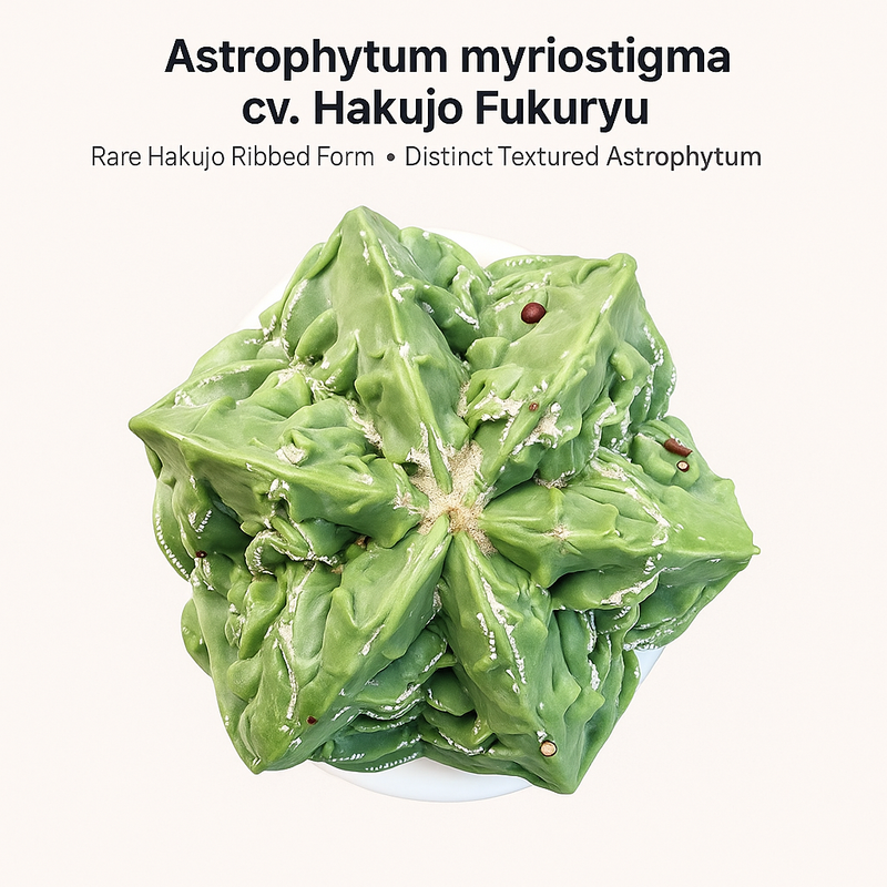 Astrophytum myriostigma cv. Hakujo Fukuryu