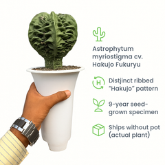 Astrophytum myriostigma cv. Hakujo Fukuryu