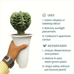 Astrophytum myriostigma cv. Hakujo Fukuryu