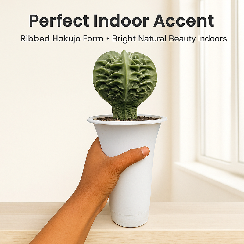 Astrophytum myriostigma cv. Hakujo Fukuryu