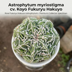 Astrophytum myriostigma cv. Koyo Fukuryu Hakuyo