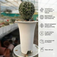 Astrophytum myriostigma cv. Koyo Fukuryu Hakuyo