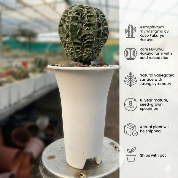 Astrophytum myriostigma cv. Koyo Fukuryu Hakuyo