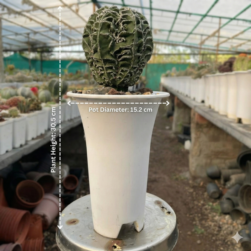 Astrophytum myriostigma cv. Koyo Fukuryu Hakuyo