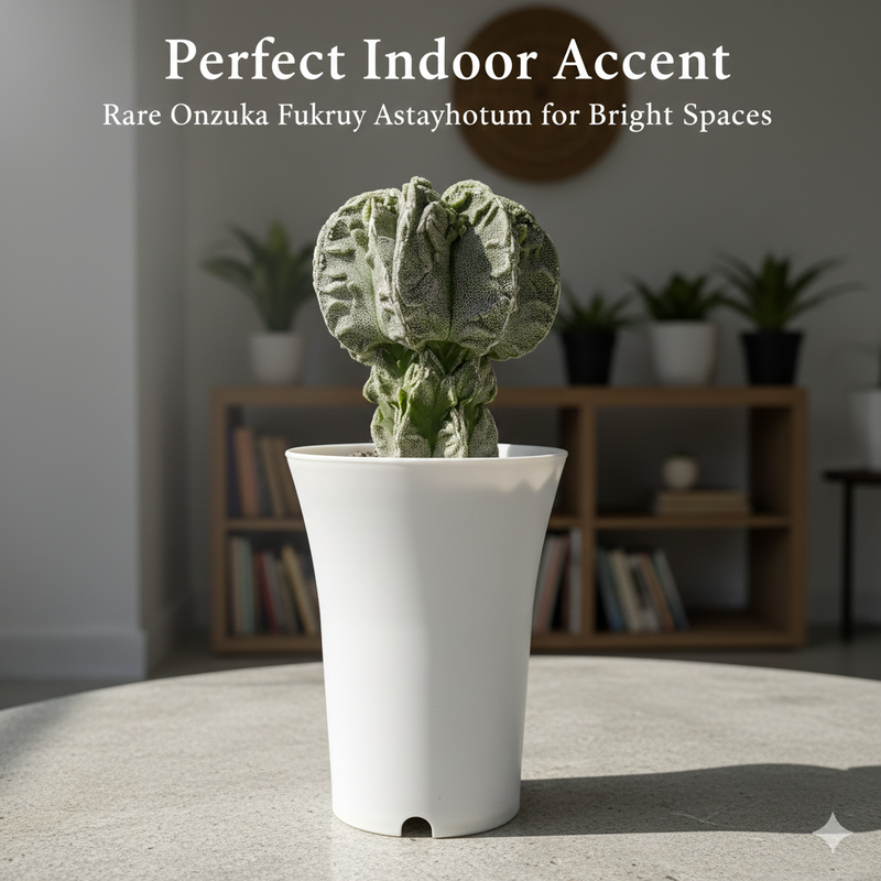 Astrophytum myriostigma cv onzuka fukuryu F.m718