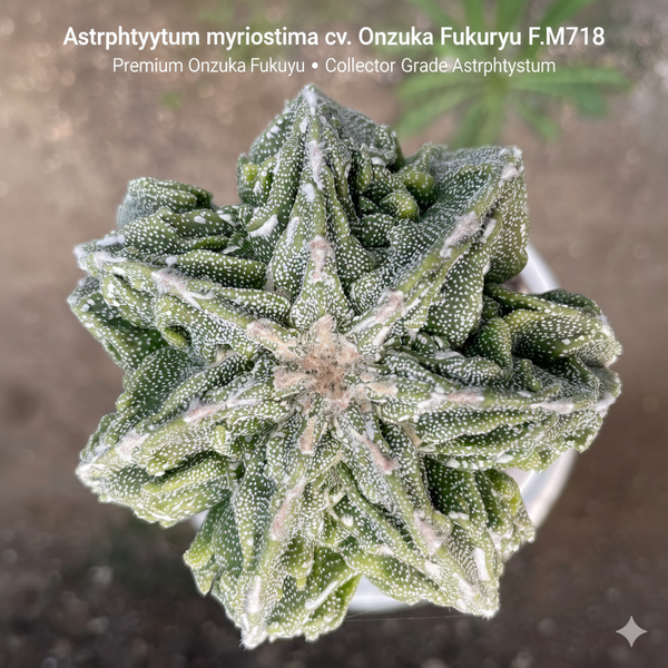 Astrophytum myriostigma cv onzuka fukuryu F.m718
