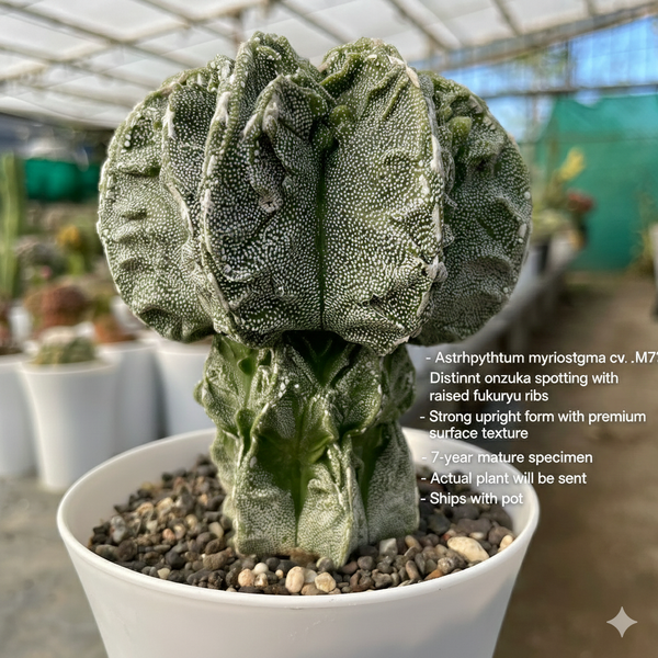 Astrophytum myriostigma cv onzuka fukuryu F.m718