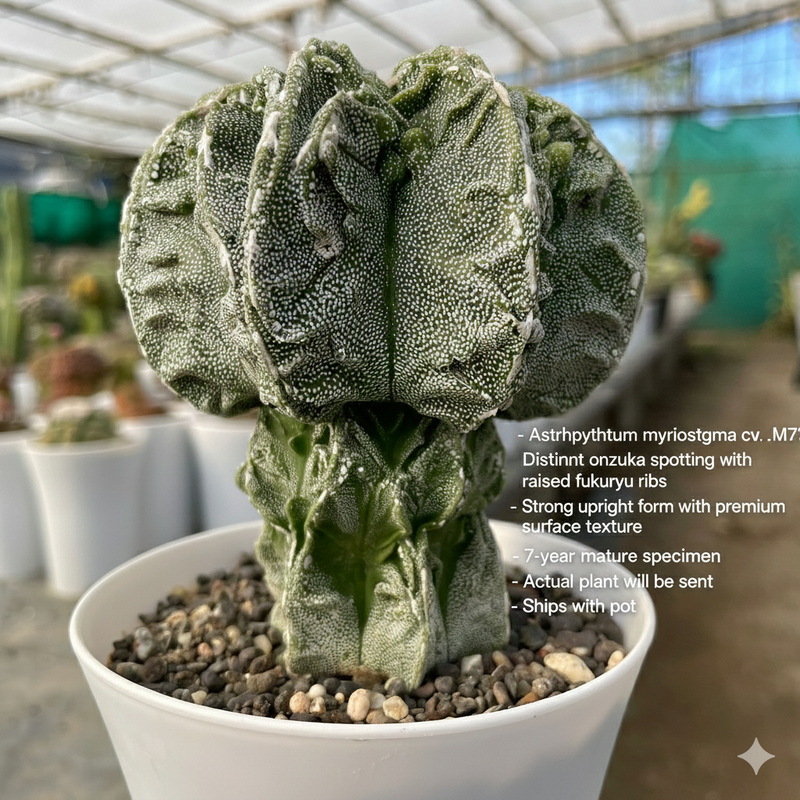 Astrophytum myriostigma cv onzuka fukuryu F.m718