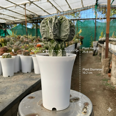 Astrophytum myriostigma cv onzuka fukuryu F.m718