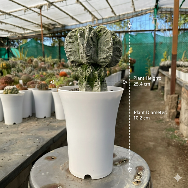 Astrophytum myriostigma cv onzuka fukuryu F.m718