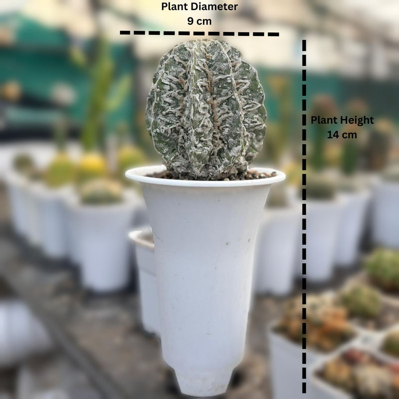 Astrophytum myriostigma cv. Onzuka x Dinosaur