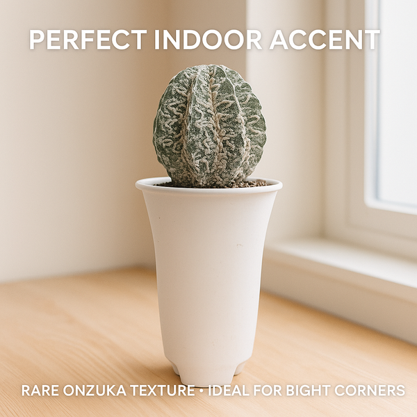 Astrophytum myriostigma cv. Onzuka x Dinosaur