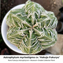 Astrophytum myriostigma cv. ‘Hakujo Fukuryu’