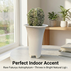 Astrophytum myriostigma cv. ‘Hakujo Fukuryu’