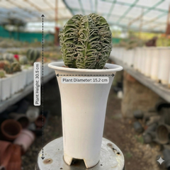 Astrophytum myriostigma cv. ‘Hakujo Fukuryu’