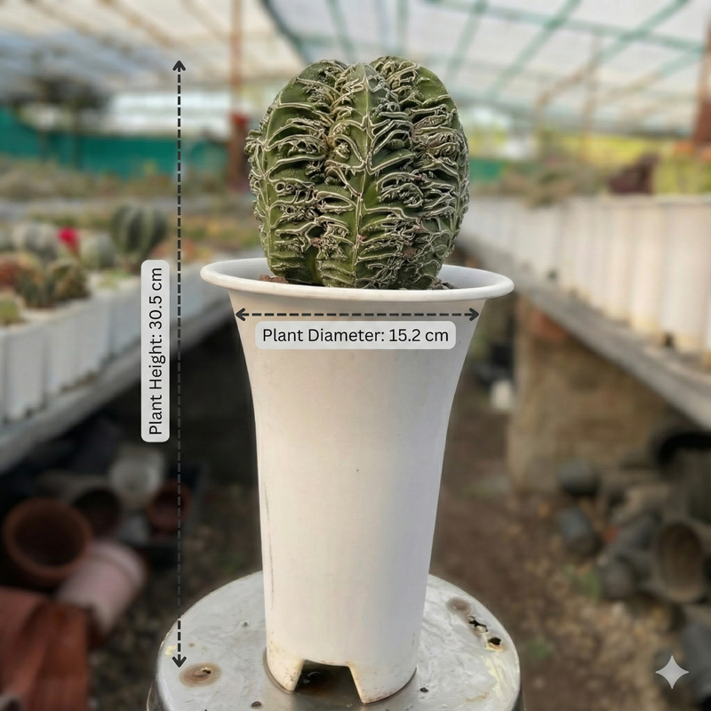 Astrophytum myriostigma cv. ‘Hakujo Fukuryu’