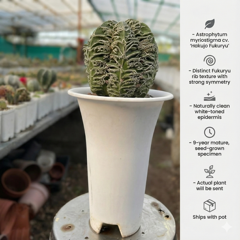 Astrophytum myriostigma cv. ‘Hakujo Fukuryu’
