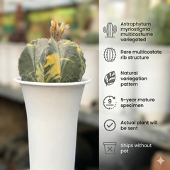 Astrophytum myriostigma multicostume variegated