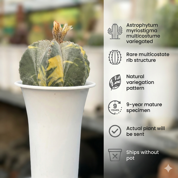 Astrophytum myriostigma multicostume variegated