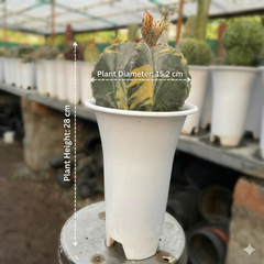 Astrophytum myriostigma multicostume variegated